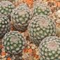 Preview: Mammillaria huitzilopochtli